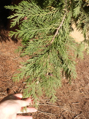 Chamaecyparis lawsoniana