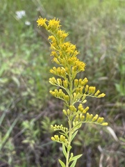 Solidago leavenworthii