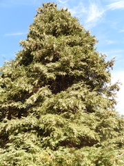 Chamaecyparis lawsoniana