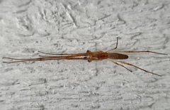 Tetragnatha