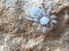 Attulus distinguendus