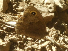 Cercyonis sthenele