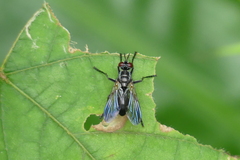 Hermyini