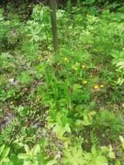 Cypripedium calceolus