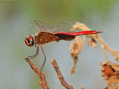 Tramea abdominalis
