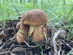 Lanmaoa pseudosensibilis