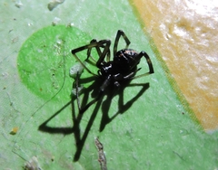 Latrodectus mactans