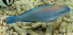 Scarus iseri