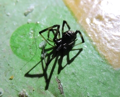 Latrodectus mactans