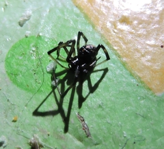 Latrodectus mactans