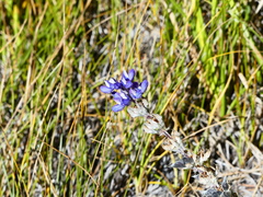 Lupinus lepidus