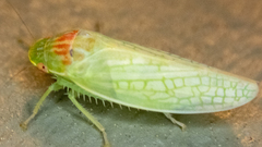 Gyponana octolineata