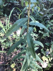 Solidago odora