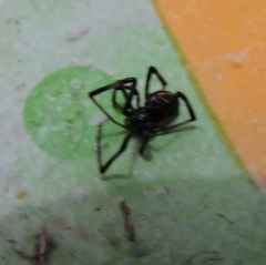Latrodectus mactans
