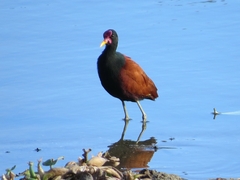 Jacana jacana