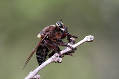 Mallophora leschenaulti