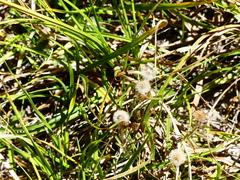 Bolboschoenus maritimus