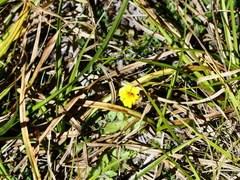 Erythranthe primuloides