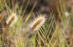 Polypogon monspeliensis