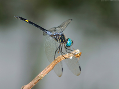 Micrathyria atra