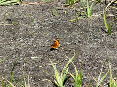 Polygonia gracilis