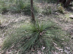Xanthorrhoea minor lutea