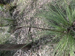 Xanthorrhoea minor lutea