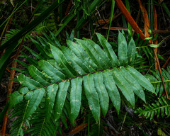 Blechnum wattsii