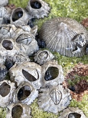 Siphonaria naufragum