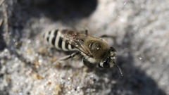 Colletes speculiferus