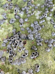 Siphonaria naufragum