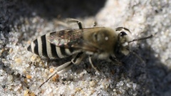 Colletes speculiferus