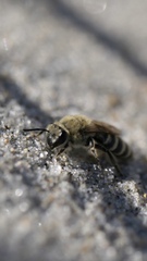 Colletes speculiferus