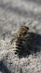 Colletes speculiferus
