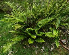 Blechnum nudum