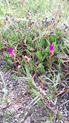 Lampranthus filicaulis