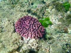 Pocillopora