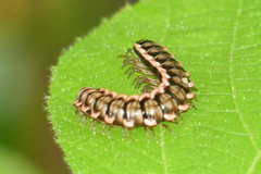Antheromorpha