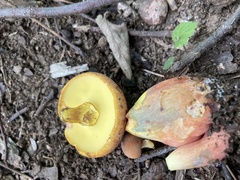 Lanmaoa pseudosensibilis