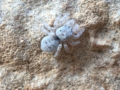 Attulus distinguendus