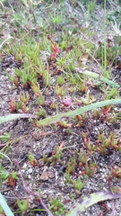 Lampranthus filicaulis