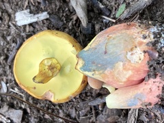Lanmaoa pseudosensibilis