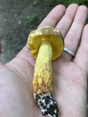 Retiboletus
