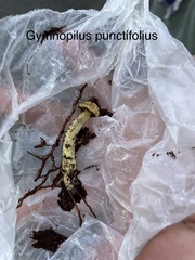 Gymnopilus punctifolius