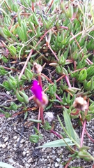 Lampranthus filicaulis