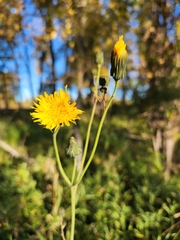 Sonchus arvensis uliginosus