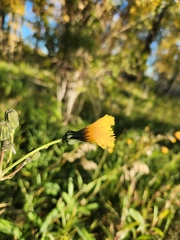 Sonchus arvensis uliginosus