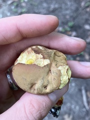 Retiboletus