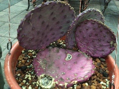 Opuntia azurea
