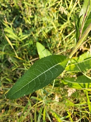 Sonchus arvensis uliginosus